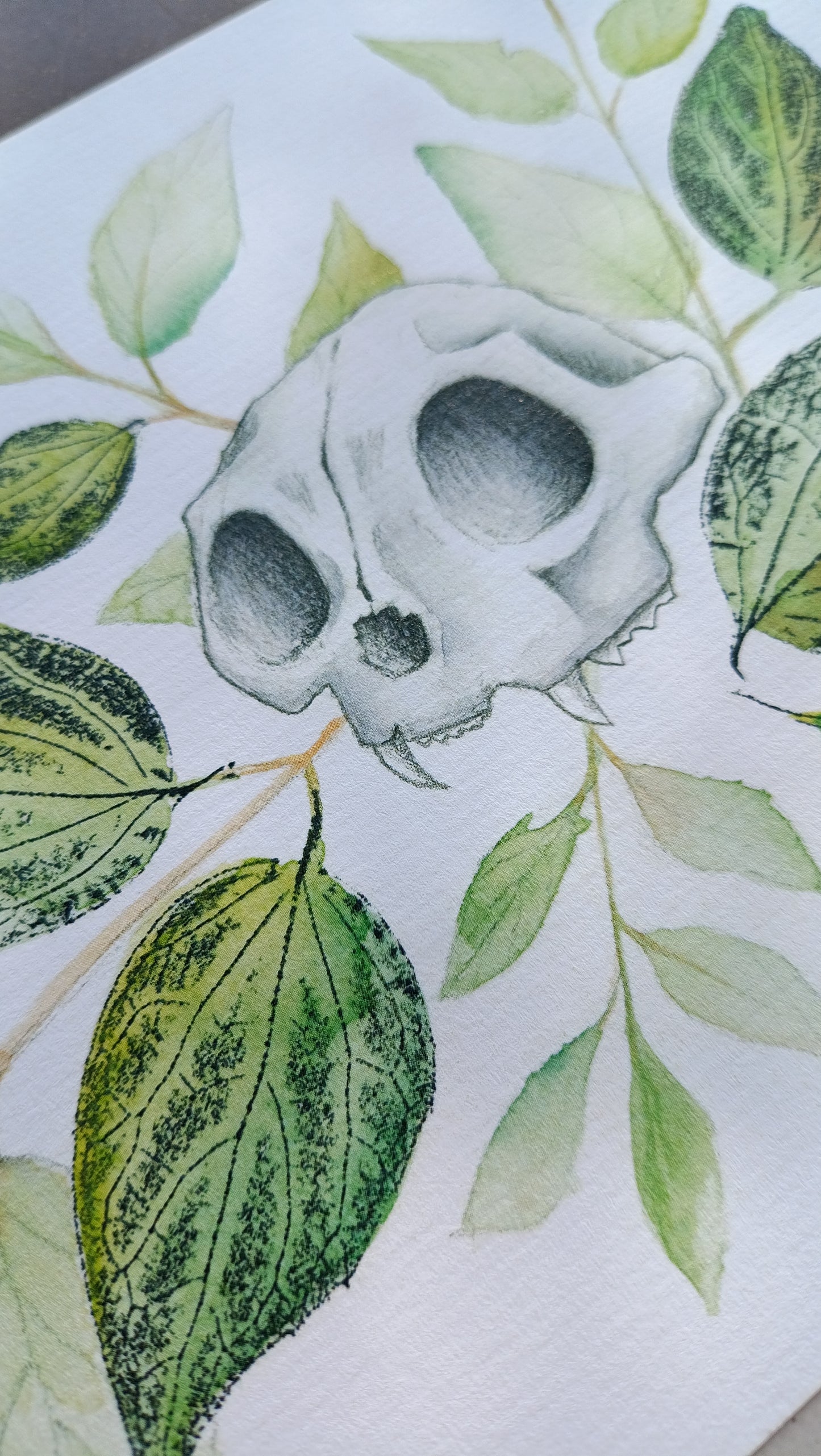 Ilustración de calavera de gato, pintada con lápices de colores, hojas de gris de huburn estampadas con tinta negra y coloreadas con acuarela.