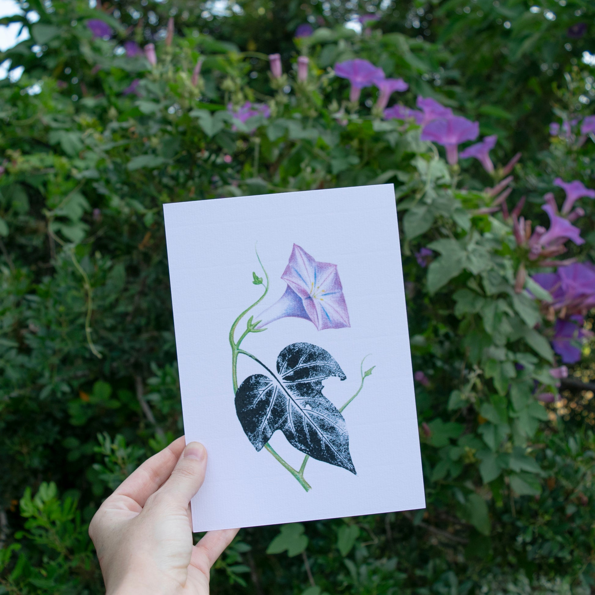 Ilustración de una campanilla púrpura, lápices de colores y estampación de hoja con tinta negra.