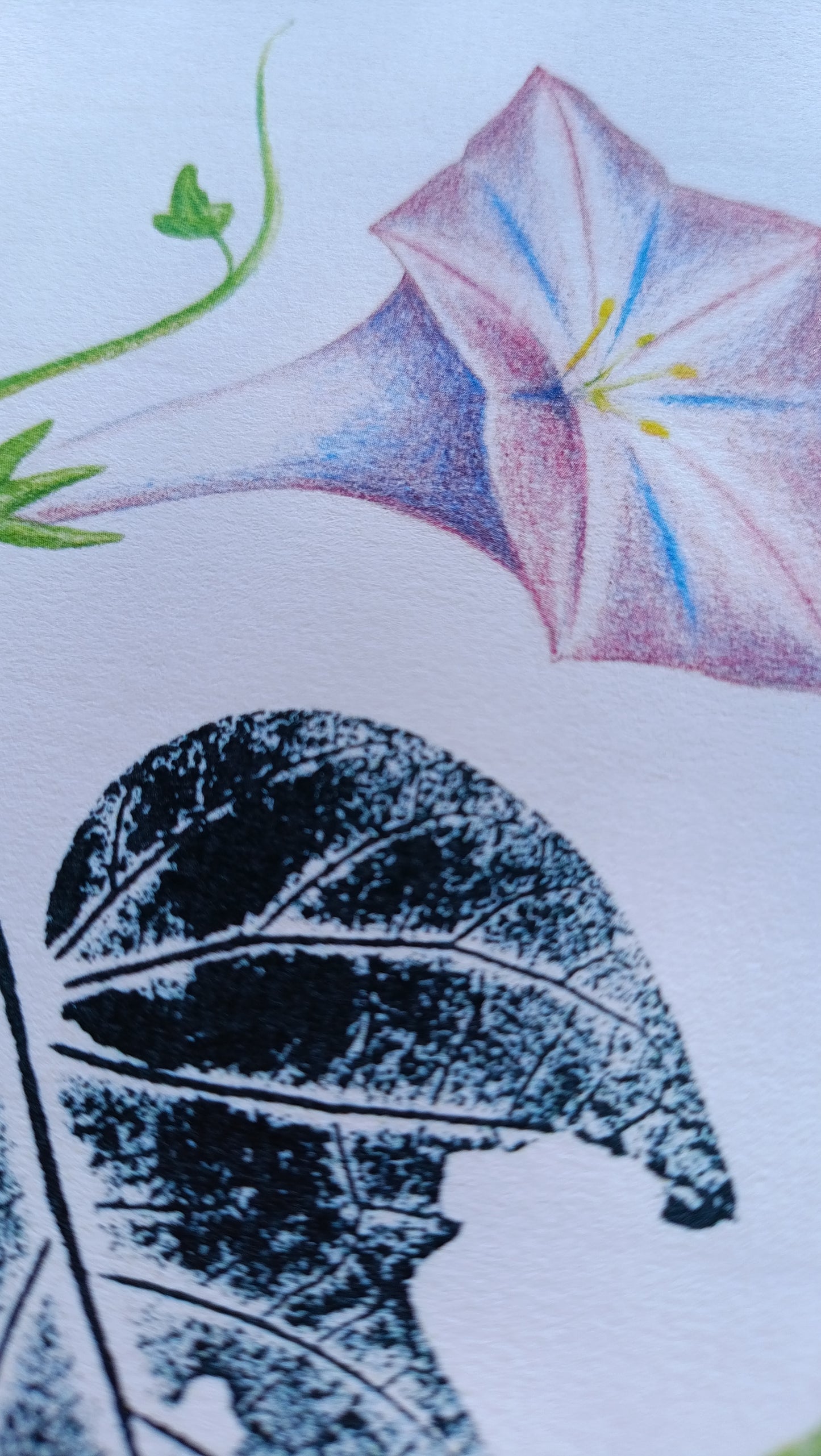 Ilustración de una campanilla púrpura, lápices de colores y estampación de hoja con tinta negra.