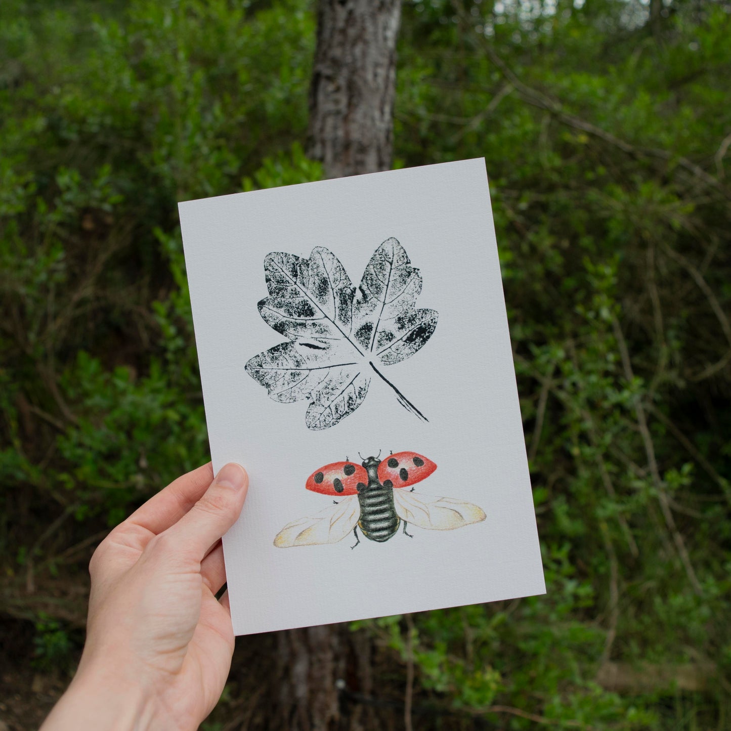 Lámina ilustrada de una mariquita y una hoja de arce estampada con tinta.