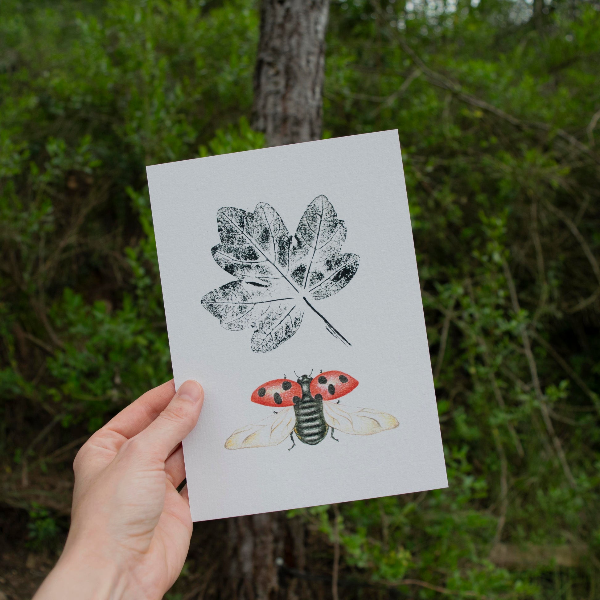 Lámina ilustrada de una mariquita y una hoja de arce estampada con tinta.