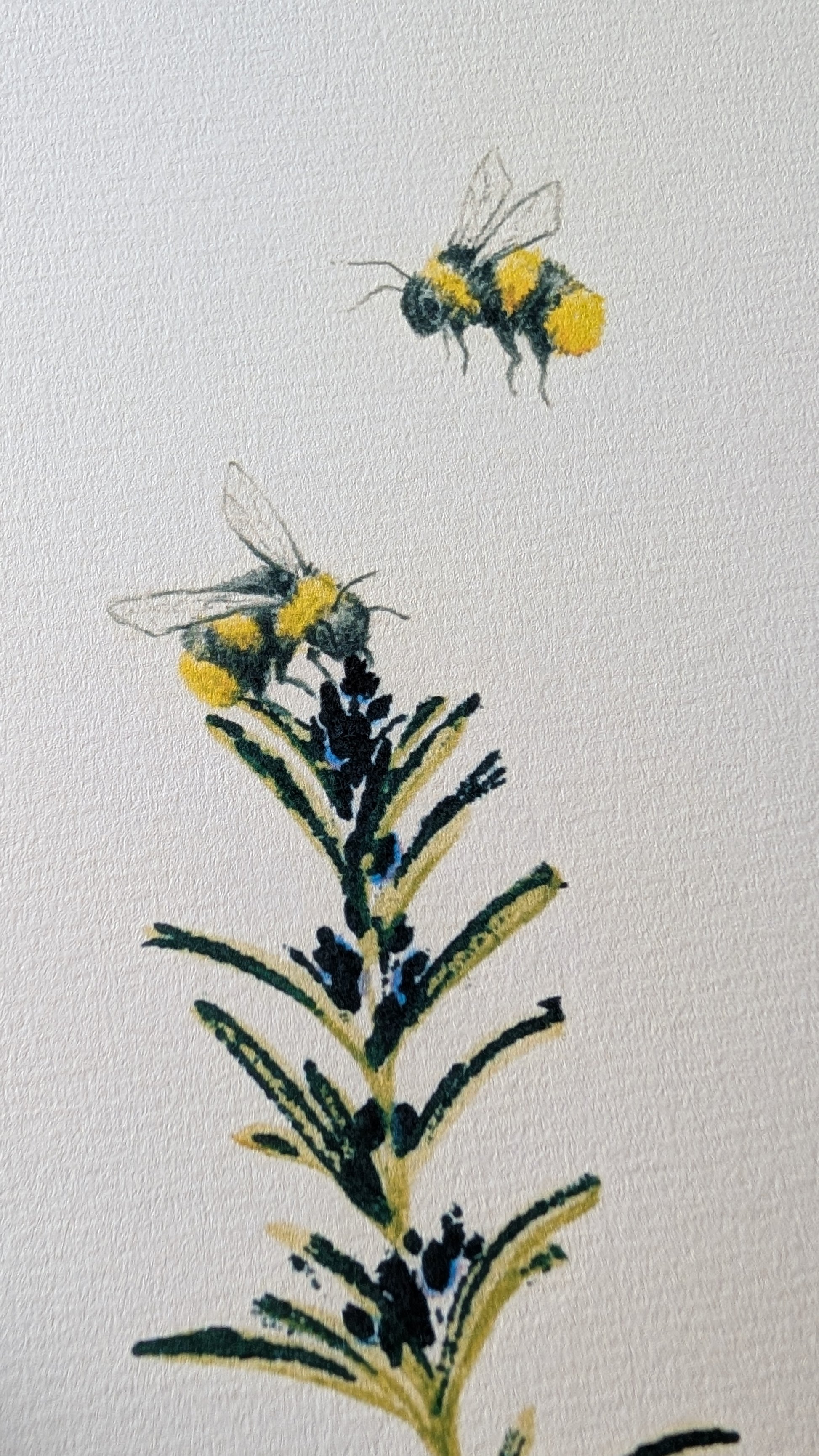 Ilustración de rama de romero y abejas. Abejas ilustradas con lápices de colores, romero estampado con tinta negra y pintado con pigmento natural de romero.