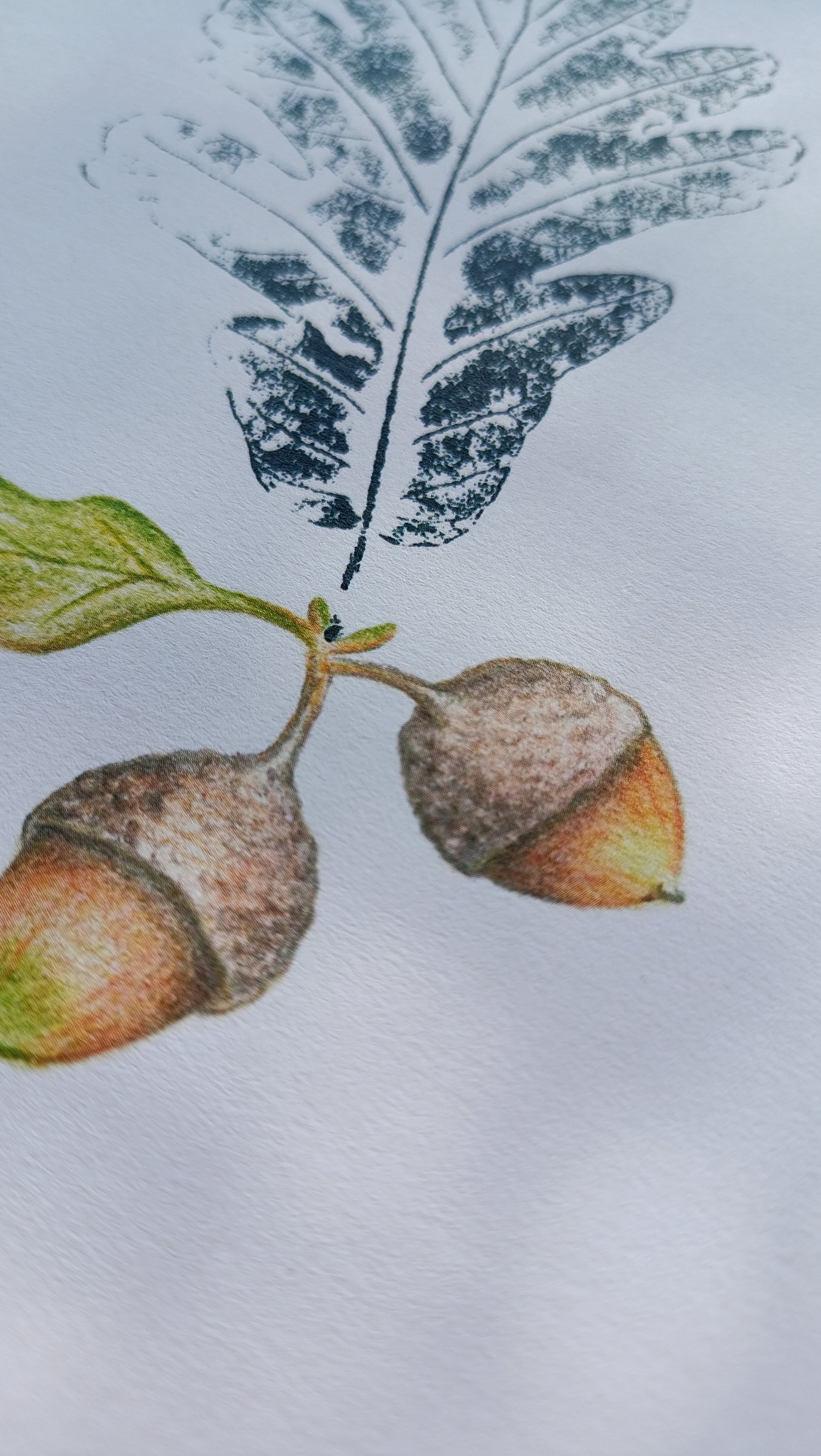 Ilustración de rama de roble, hoja estampada con tinta negra y bellota ilustrada con lápices de colores.