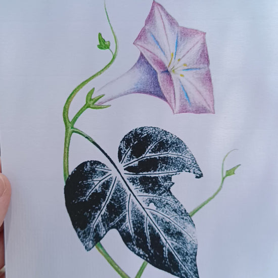 Ilustración de una campanilla púrpura, lápices de colores y estampación de hoja con tinta negra.