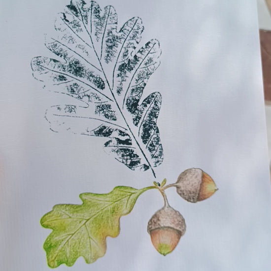 Ilustración de rama de roble, hoja estampada con tinta negra y bellota ilustrada con lápices de colores.